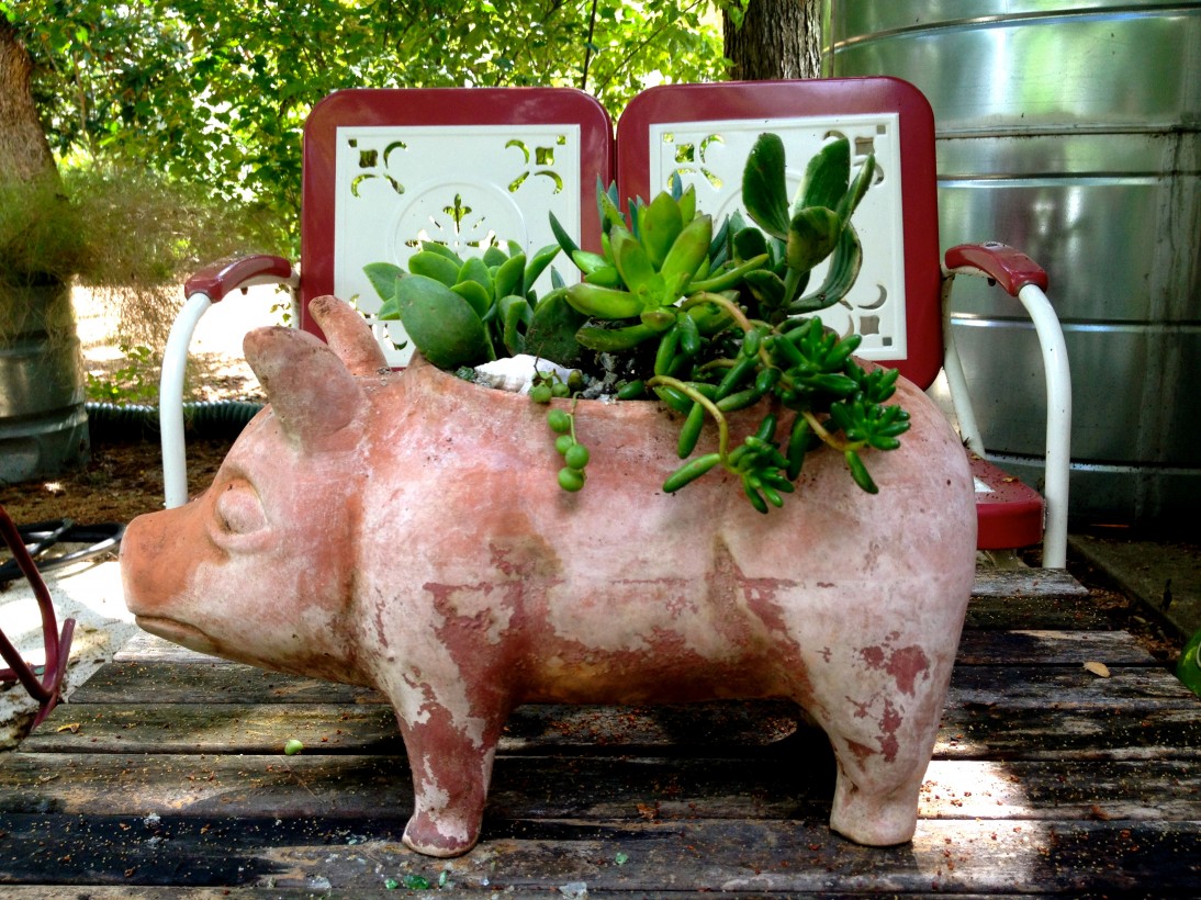 succulent pig