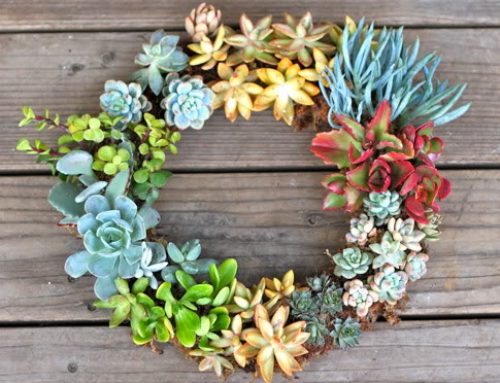 How to Add Succulents To Your Home